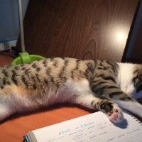Tekir Kedi, Kedi  fındık fotoğrafı