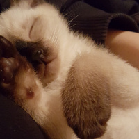 Siyam Kedisi, Kedi  Tommen fotoğrafı