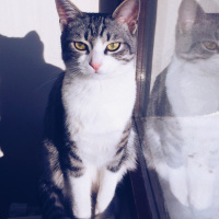 Tekir Kedi, Kedi  Furby fotoğrafı