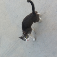 Tekir Kedi, Kedi  Mazlum fotoğrafı