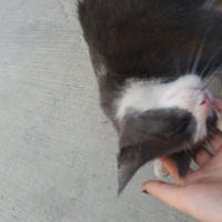 Tekir Kedi, Kedi  Mazlum fotoğrafı