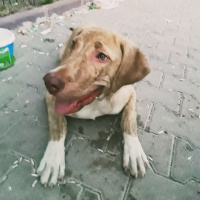 Boxer, Köpek  Kot fotoğrafı