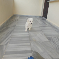 Maltese, Köpek  Paşa fotoğrafı