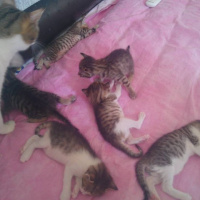 Tekir Kedi, Kedi  TORUNLARIMA YUVA ARIYORUM fotoğrafı