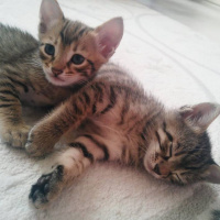 Tekir Kedi, Kedi  TORUNLARIMA YUVA ARIYORUM fotoğrafı