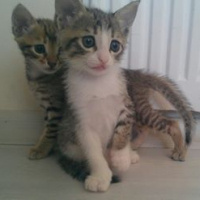 Tekir Kedi, Kedi  TORUNLARIMA YUVA ARIYORUM fotoğrafı