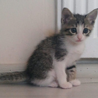 Tekir Kedi, Kedi  TORUNLARIMA YUVA ARIYORUM fotoğrafı
