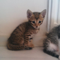 Tekir Kedi, Kedi  TORUNLARIMA YUVA ARIYORUM fotoğrafı