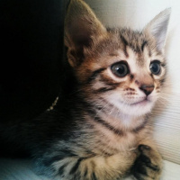 Tekir Kedi, Kedi  TORUNLARIMA YUVA ARIYORUM fotoğrafı