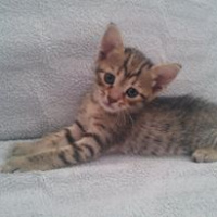Tekir Kedi, Kedi  TORUNLARIMA YUVA ARIYORUM fotoğrafı