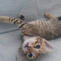 Tekir Kedi, Kedi  TORUNLARIMA YUVA ARIYORUM fotoğrafı