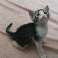 Tekir Kedi, Kedi  TORUNLARIMA YUVA ARIYORUM fotoğrafı