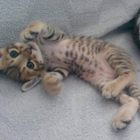 Tekir Kedi, Kedi  TORUNLARIMA YUVA ARIYORUM fotoğrafı