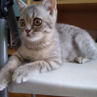 British Shorthair, Kedi  Maya fotoğrafı