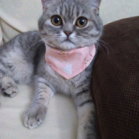 British Shorthair, Kedi  Maya fotoğrafı