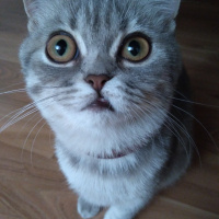 British Shorthair, Kedi  Maya fotoğrafı