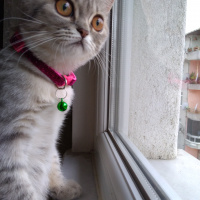 British Shorthair, Kedi  Maya fotoğrafı