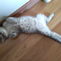 British Shorthair, Kedi  Maya fotoğrafı
