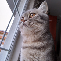 British Shorthair, Kedi  Maya fotoğrafı