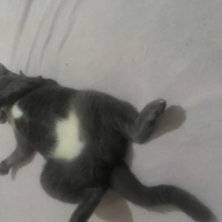 Tuxedo (Smokin) Kedi, Kedi  lucy fotoğrafı