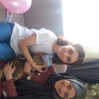Tekir Kedi, Kedi  Bal fotoğrafı