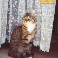 Tekir Kedi, Kedi  Bal fotoğrafı