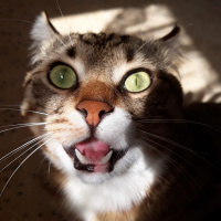 Tekir Kedi, Kedi  Bal fotoğrafı