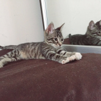 Tekir Kedi, Kedi  Jüpiter fotoğrafı