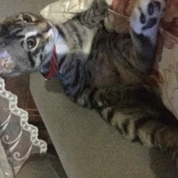 Tekir Kedi, Kedi  Jüpiter fotoğrafı