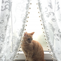 Sarman, Kedi  Arya fotoğrafı