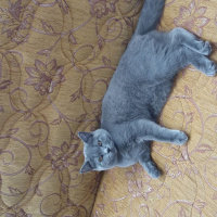 British Shorthair, Kedi  Efsane fotoğrafı
