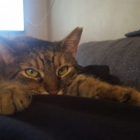 Tekir Kedi, Kedi  bella fotoğrafı