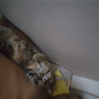 Tekir Kedi, Kedi  bella fotoğrafı