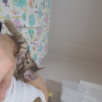Tekir Kedi, Kedi  bella fotoğrafı