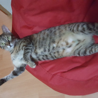 Tekir Kedi, Kedi  bella fotoğrafı