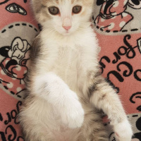 Tekir Kedi, Kedi  Petibör fotoğrafı