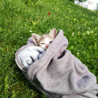 Tekir Kedi, Kedi  Petibör fotoğrafı