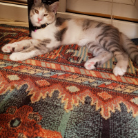 Tekir Kedi, Kedi  Petibör fotoğrafı