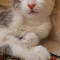 Tekir Kedi, Kedi  Petibör fotoğrafı