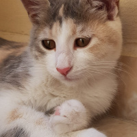 Tekir Kedi, Kedi  Petibör fotoğrafı