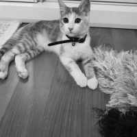 Tekir Kedi, Kedi  Petibör fotoğrafı