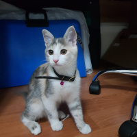 Tekir Kedi, Kedi  Petibör fotoğrafı