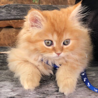 Scottish Fold, Kedi  Portakal fotoğrafı