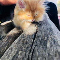 Scottish Fold, Kedi  Portakal fotoğrafı