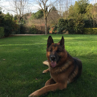 Alman Çoban Köpeği, Köpek  Estor fotoğrafı