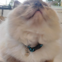 Himalayan, Kedi  Paşa fotoğrafı