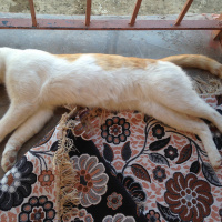 Tekir Kedi, Kedi  Tekir fotoğrafı