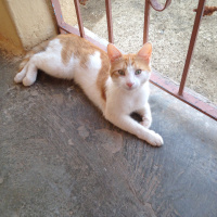 Tekir Kedi, Kedi  Tekir fotoğrafı
