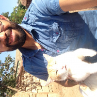 Tekir Kedi, Kedi  Tekir fotoğrafı