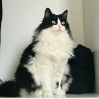 Tuxedo (Smokin) Kedi, Kedi  PixiePiksi fotoğrafı